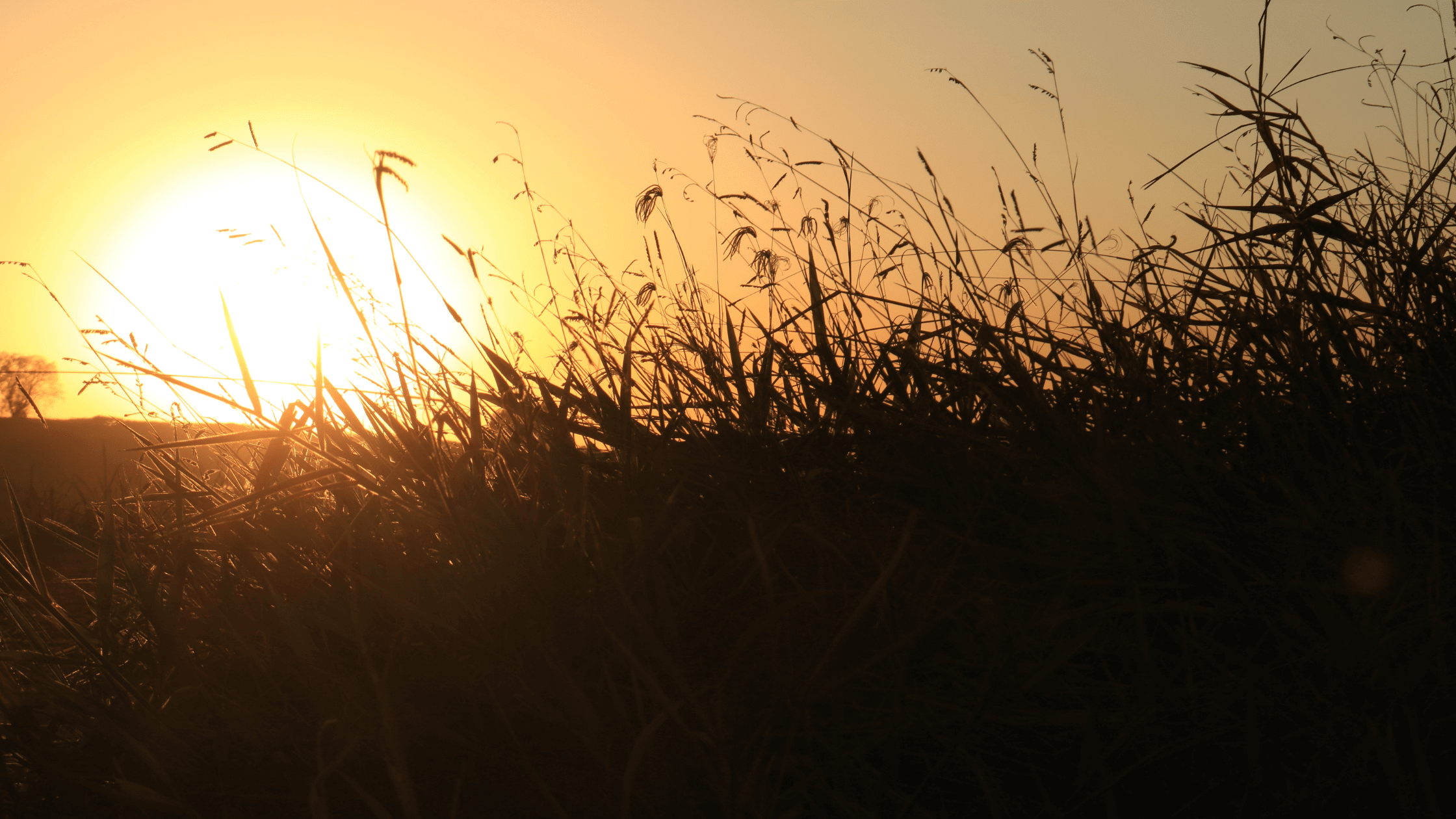 sunlight view 2